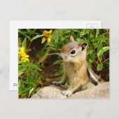 黄色の花チムンク ポストカード (正面/裏面)