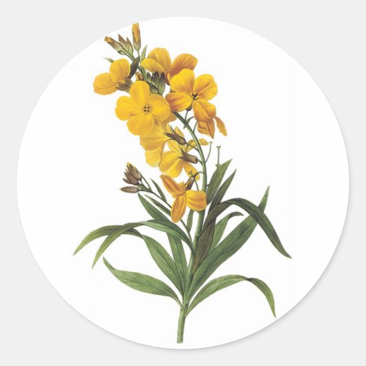 黄色の花ピエールジョセフレドゥーテ ラウンドシール (正面)