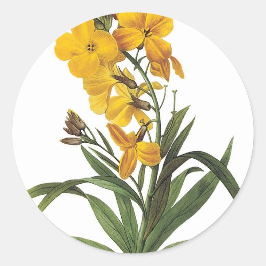 黄色の花ピエールジョセフレドゥーテ ラウンドシール (正面)