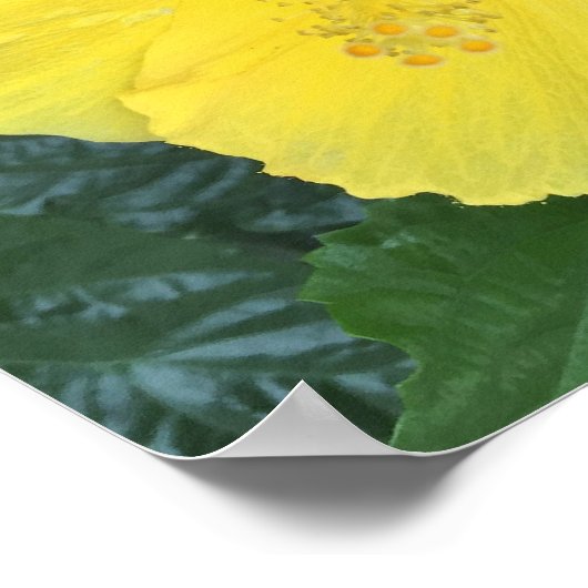 黄色の花写真 ポスター (角)