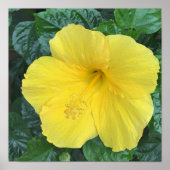 黄色の花写真 ポスター (正面)