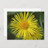 黄色の花 ポストカード (正面/裏面)