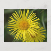 黄色の花 ポストカード (正面)