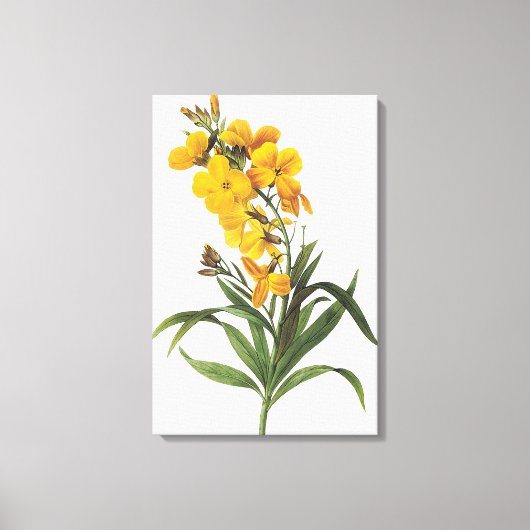 黄色の花（名前不明）ピエール・ジョセフ・レッドアウト キャンバスプリント (正面)
