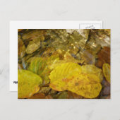 黄色の葉樺の木のストリーム ポストカード (正面/裏面)