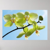 黄色の蘭 ポスター (正面)