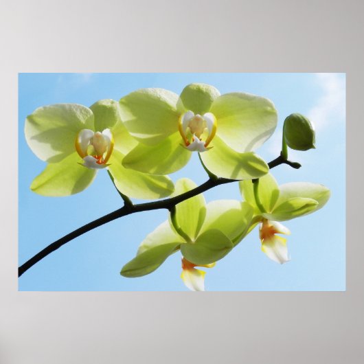 黄色の蘭 ポスター (正面)