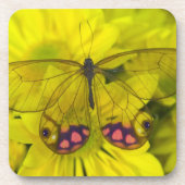 黄色の蝶 コースター (正面)