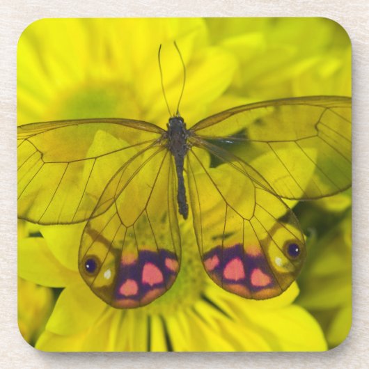 黄色の蝶 コースター (正面)