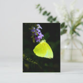 黄色の蝶 - ポストカード (スタンド正面)