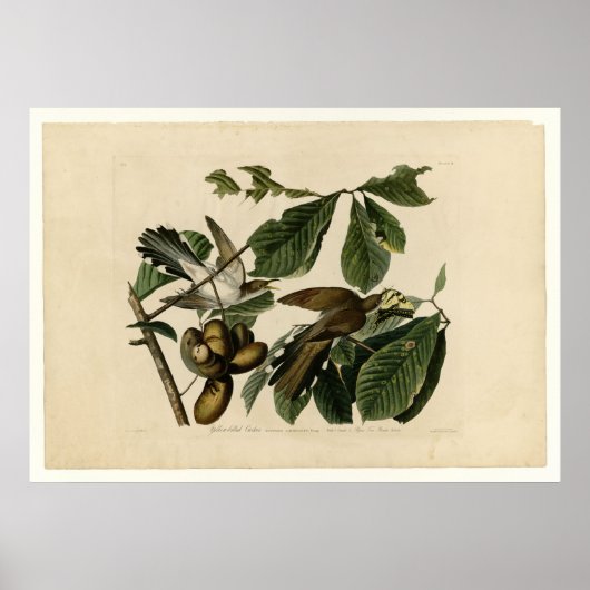 黄色の請求済みクッコオ_オードボン ポスター (正面)