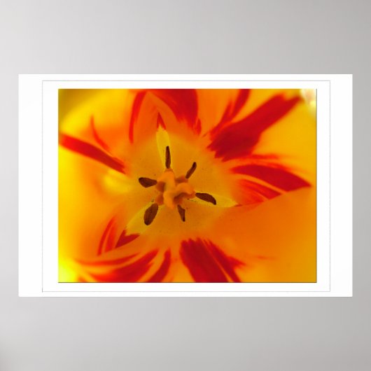 黄色の赤いチューリップマクロ写真 ポスター (正面)