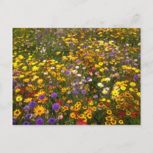 黄色の野の花 ポストカード