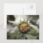 黄色の閉じた花びらの太陽の花 ポストカード (正面/裏面)