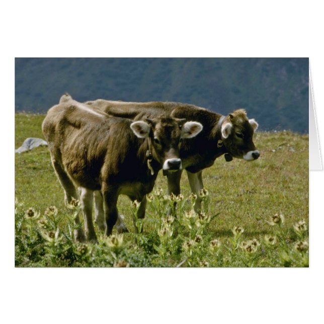 黄色の2頭の牛の花 (正面横)