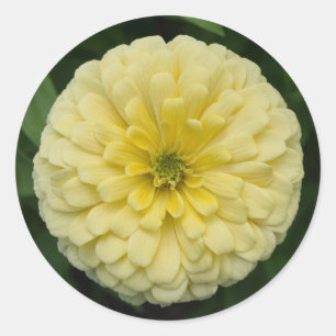 黄色の《植物》百日草フラワーラウンドシール ラウンドシール