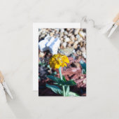 黄色の《植物》百日草フローラと蛾の写真 カード (正面/裏面インサイチュ)