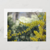 黄色のForsythiaフォトポストカード ポストカード (正面/裏面)