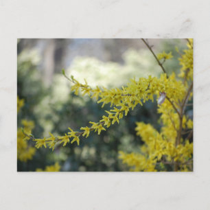 黄色のForsythiaフォトポストカード ポストカード