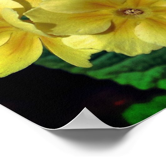 黄色のPrimrose春の花ミラー抽象芸術 ポスター (角)