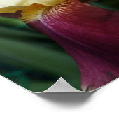 黄色ひげ菖蒲の花 ポスター (角)