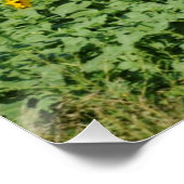 黄色ひまわり畑 ポスター (コーナー)