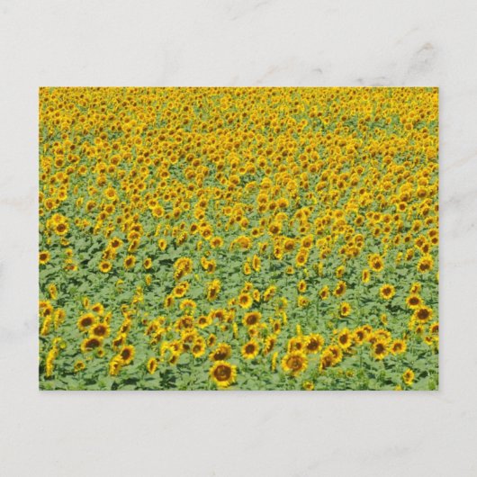 黄色ひまわり畑 ポストカード (正面)