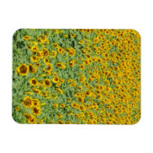 黄色ひまわり畑 マグネット (横)