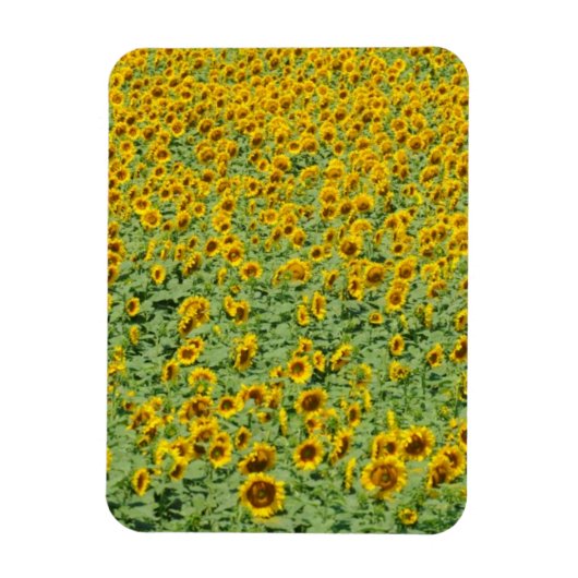 黄色ひまわり畑 マグネット (縦)