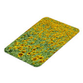 黄色ひまわり畑 マグネット (左側)