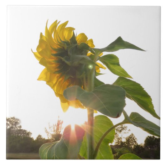 黄色ひまわり花スパイゲランドタイル タイル (正面)