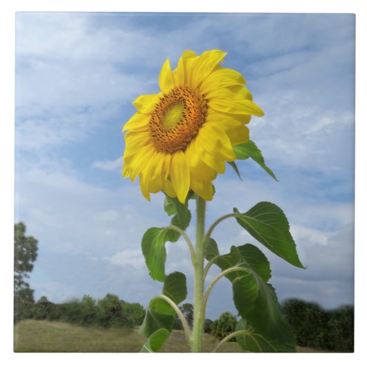 黄色ひまわり雲スパイゲランドタイル タイル (正面)