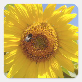 黄色ひまわり スクエアシール