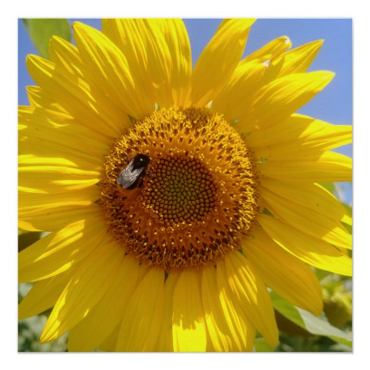 黄色ひまわり ポスター (正面)