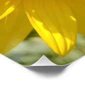 黄色ひまわり ポスター (コーナー)