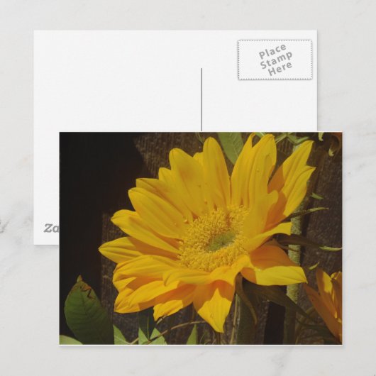 黄色ひまわり ポストカード (正面/裏面)