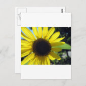 黄色ひまわり ポストカード (正面/裏面)