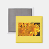 黄色ひまわり マグネット (正面/裏面)