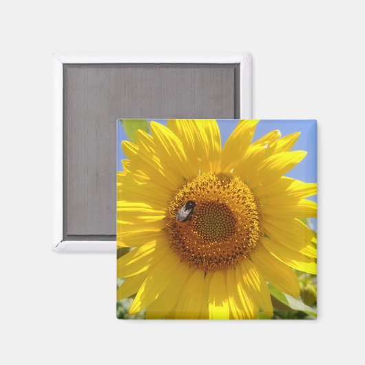 黄色ひまわり マグネット (正面/裏面)