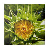 黄色エレガントのヒマワリ写真 タイル (正面)