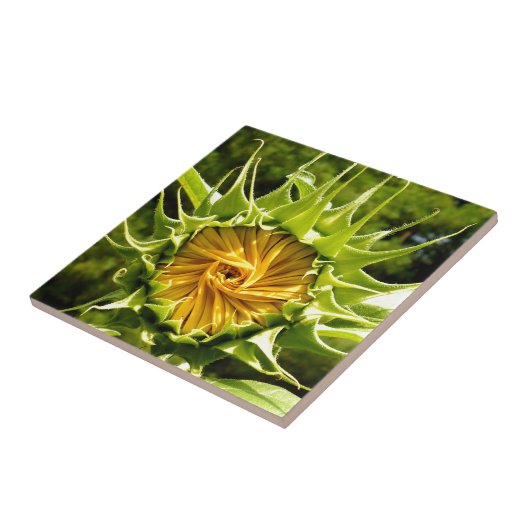 黄色エレガントのヒマワリ写真 タイル (側面)