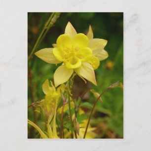 黄色オダマキ(植物)花葉書 ポストカード
