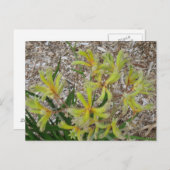 黄色カンガルー ポストカード (正面/裏面)