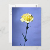 黄色カーネーション ポストカード (正面/裏面)