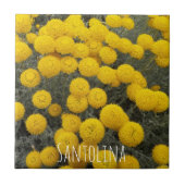 黄色サントリナの開花低木フローラ タイル (正面)