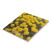 黄色サントリナの開花低木フローラ タイル (側面)