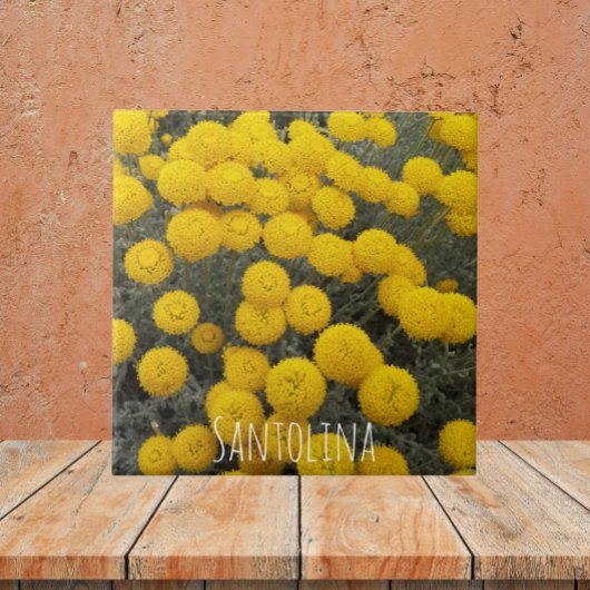 黄色サントリナの開花低木フローラ タイル