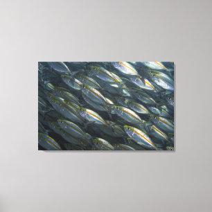 黄色ジャッキ(Carangoides)の学校 キャンバスプリント