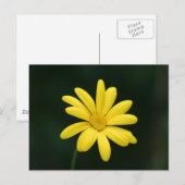 黄色デイジーはがき ポストカード (正面/裏面)