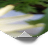 黄色デイジー ポスター (角)